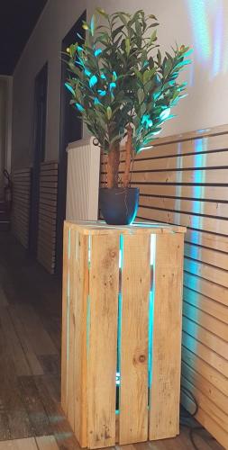 Plante verte avec support et projecteur